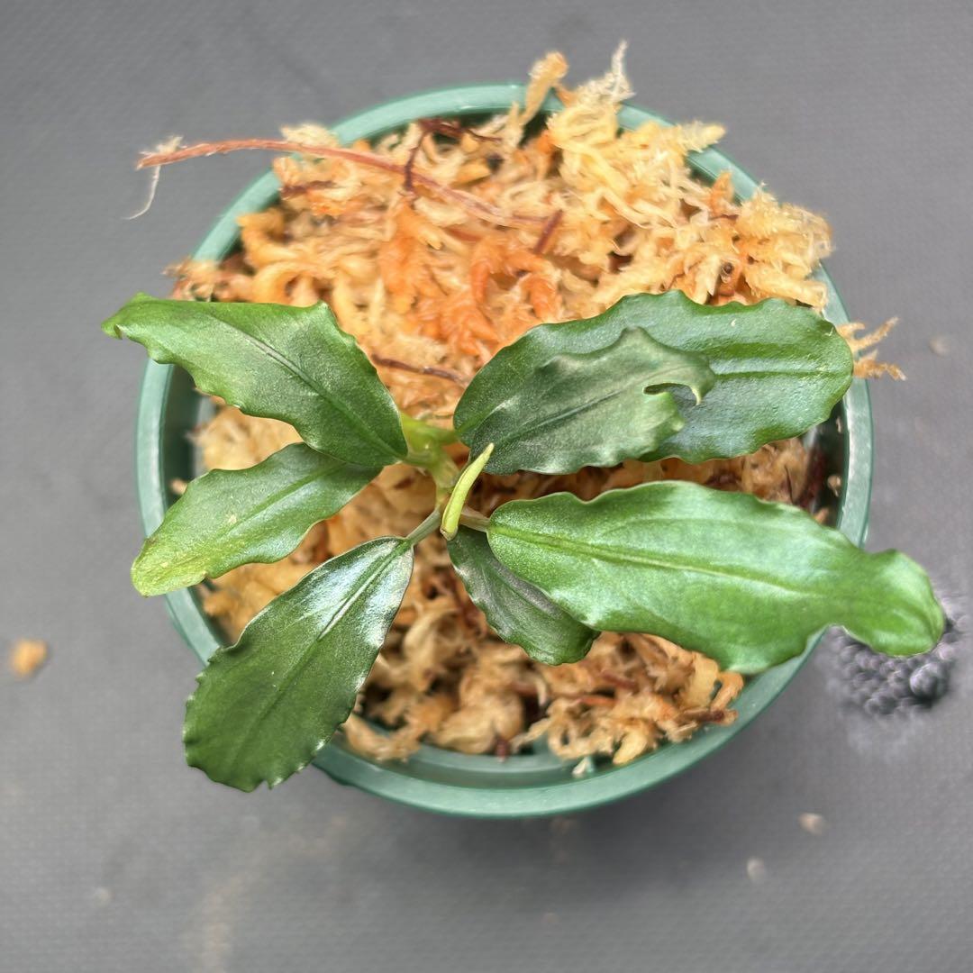Bucephalandra sp. Aurora KN便
