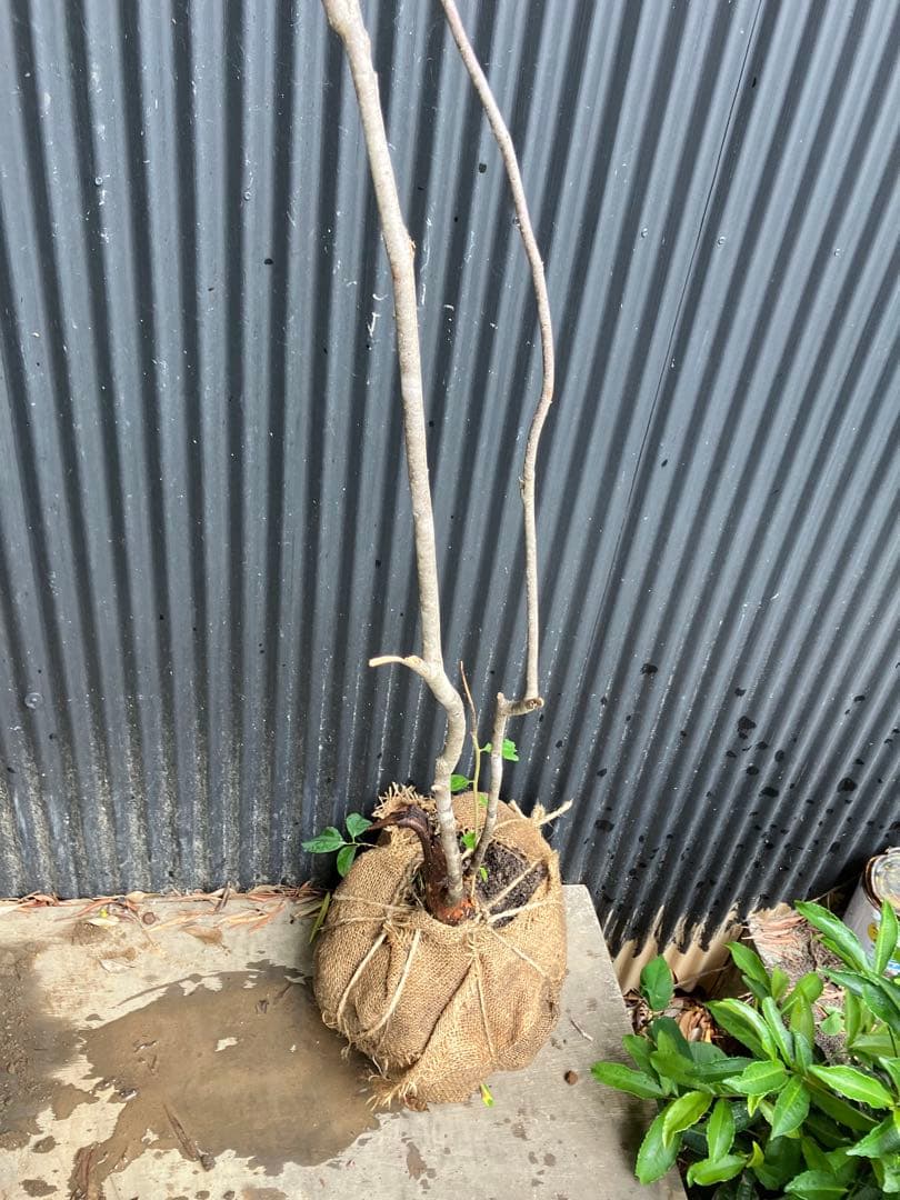 ナツハゼ目立った傷や汚れなし