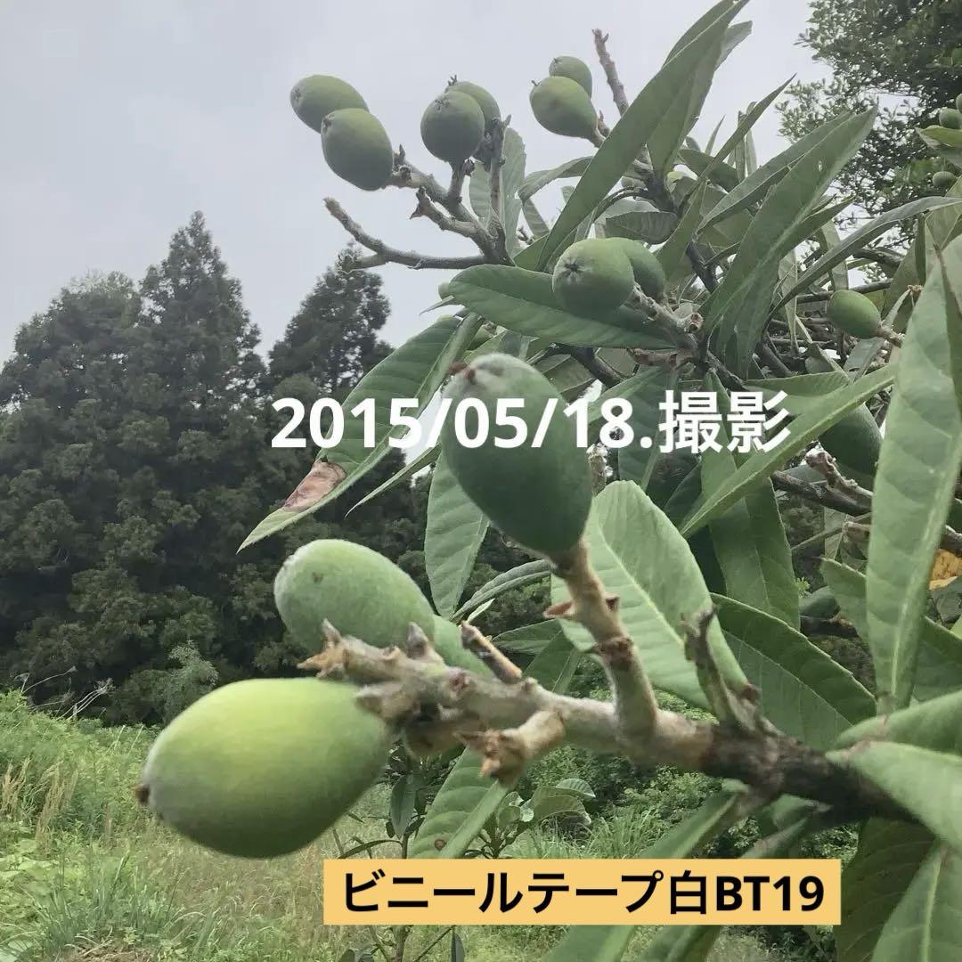 びわ苗木 茂木　びわ剪定　2015/05/18.撮影　　ビニールテープ白BT19