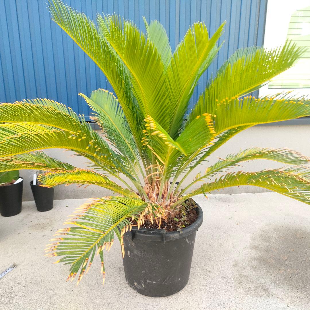 観葉植物 南国新品、♥