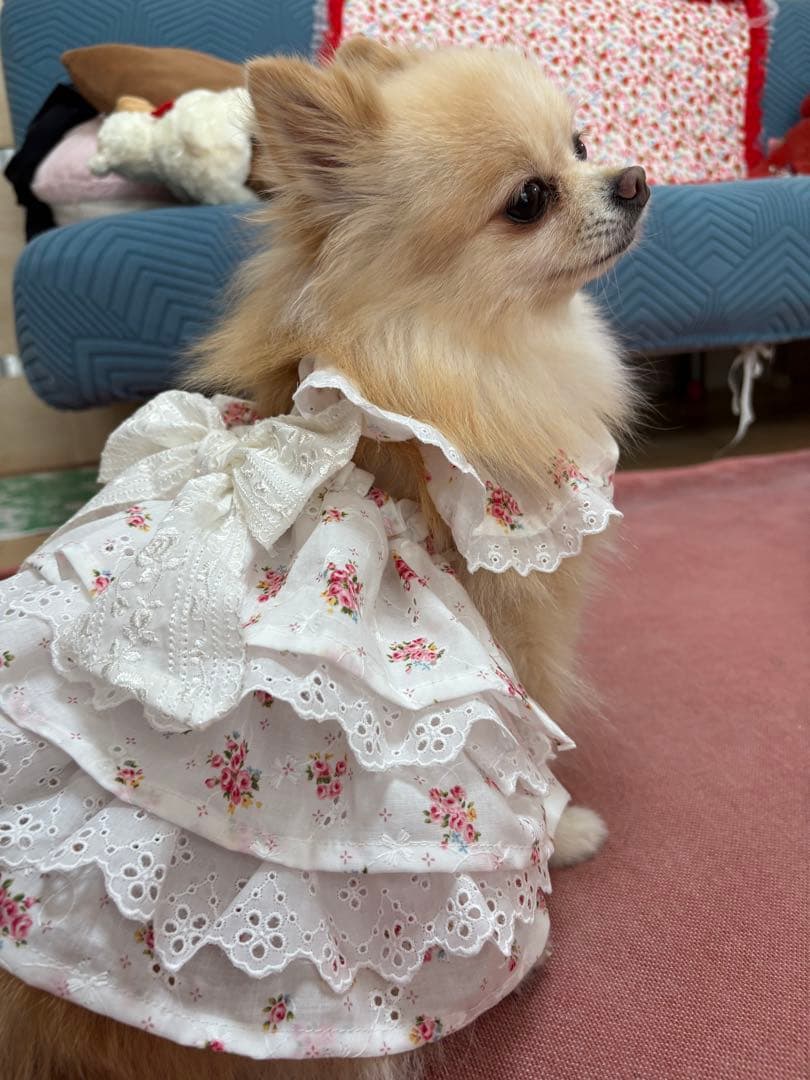 nov1012様専用犬服ハンドメイドワンピース