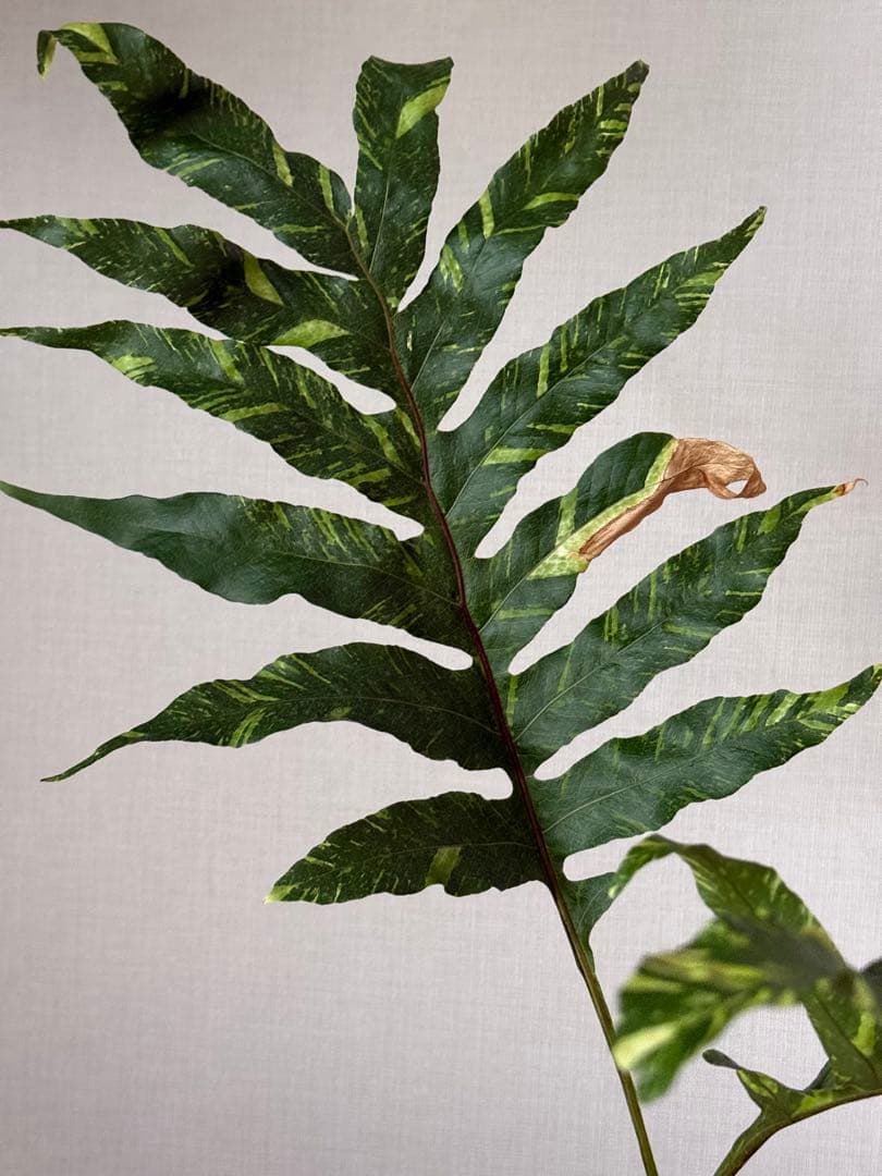 半水耕栽培】ドリナリア クエルシフォリア 斑入り