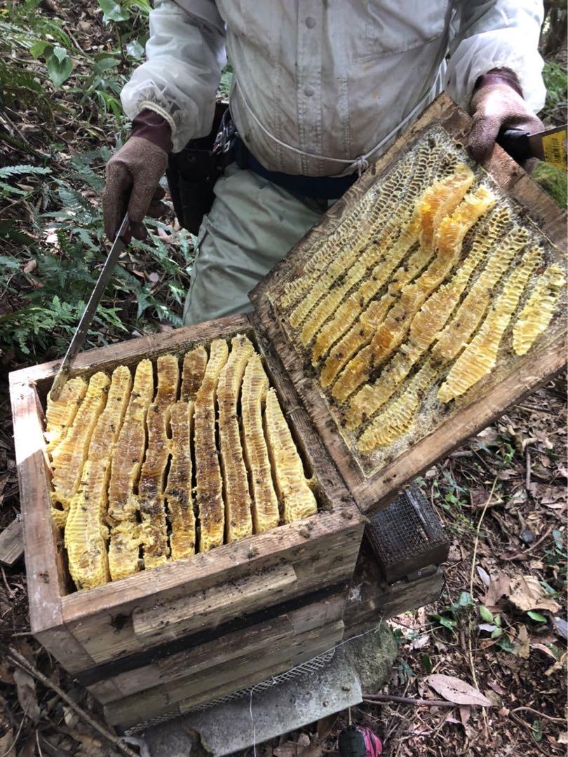 日本蜜蜂 純正ハチミツ 宮崎産 山蜜 400g