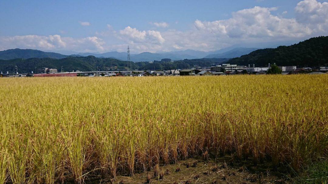 飛騨産コシヒカリ玄米１０キロ　生産農家直送