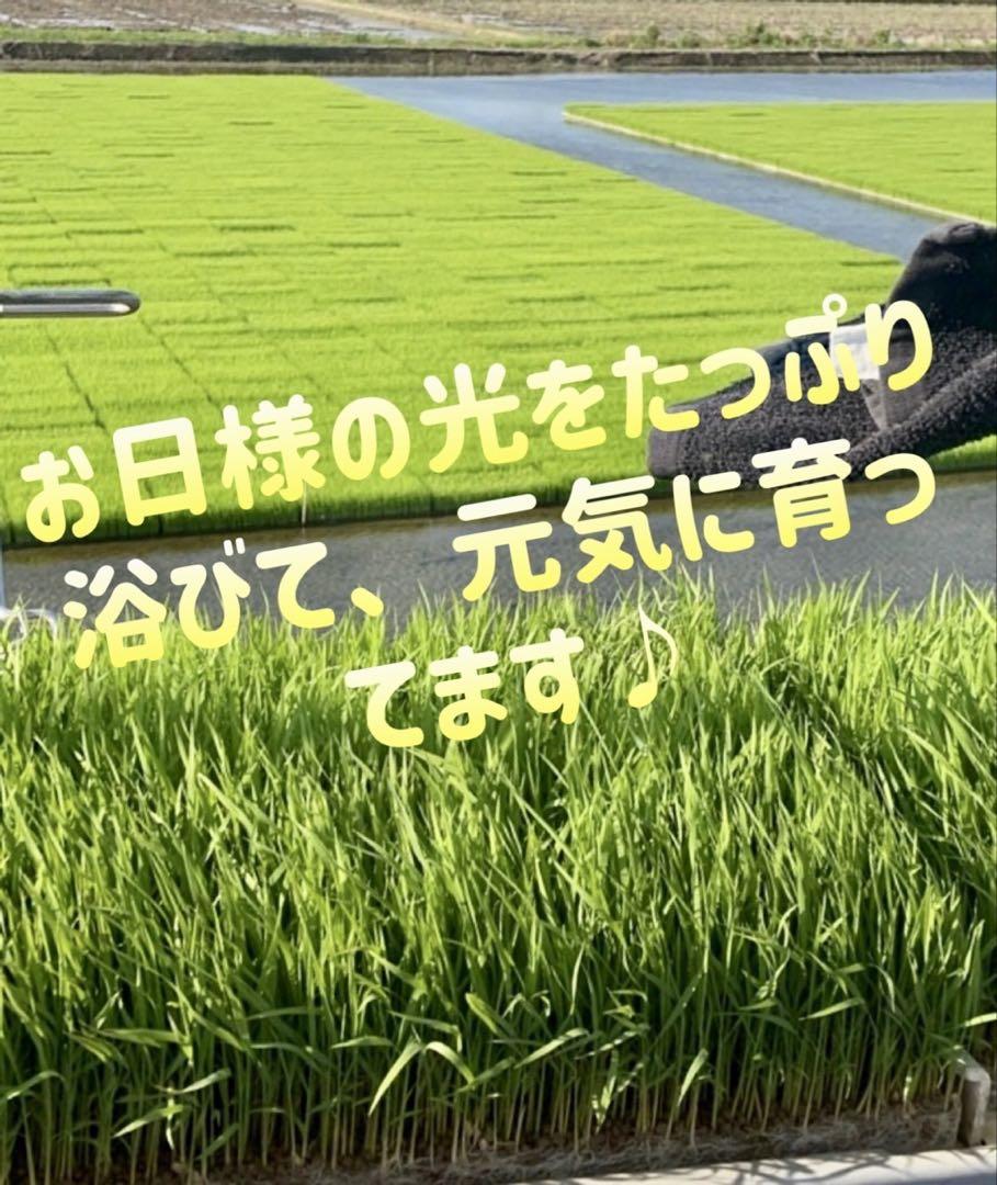 岐阜県産　ハツシモ一等級5kg
