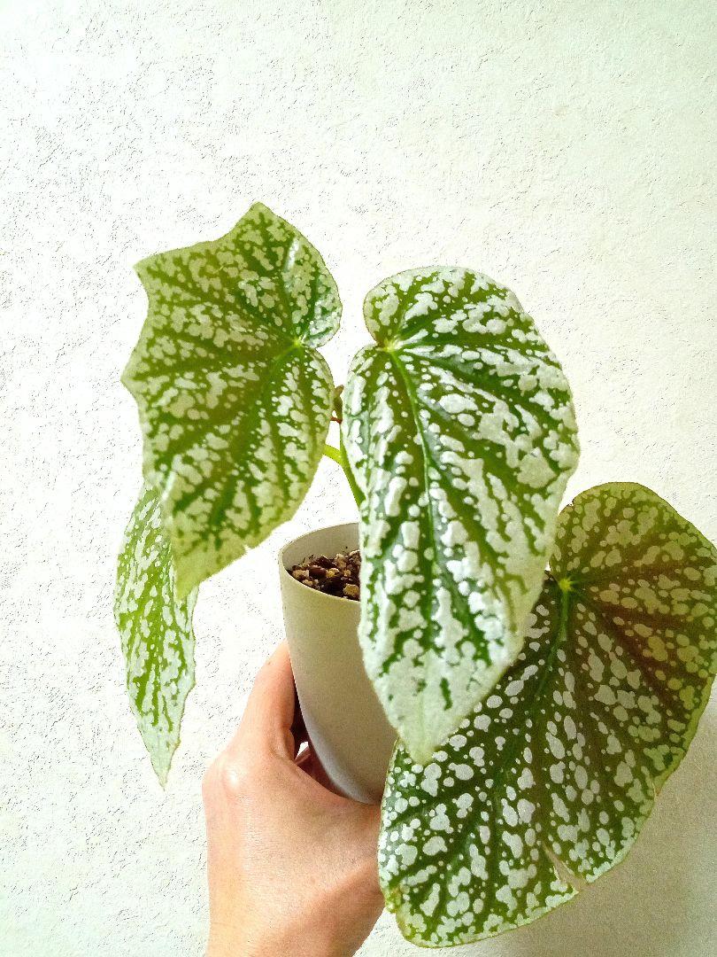 【予約中！】 ベゴニア スノーキャップド - メルカリ その他観葉植物