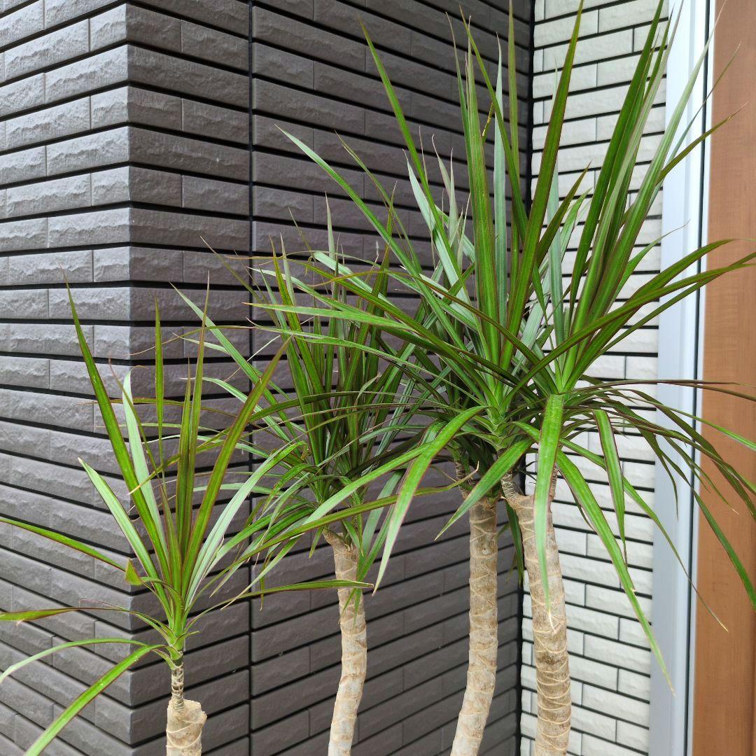 観葉植物 ドラセナ コンシンナ コンシンネ 龍 曲がり ７号鉢