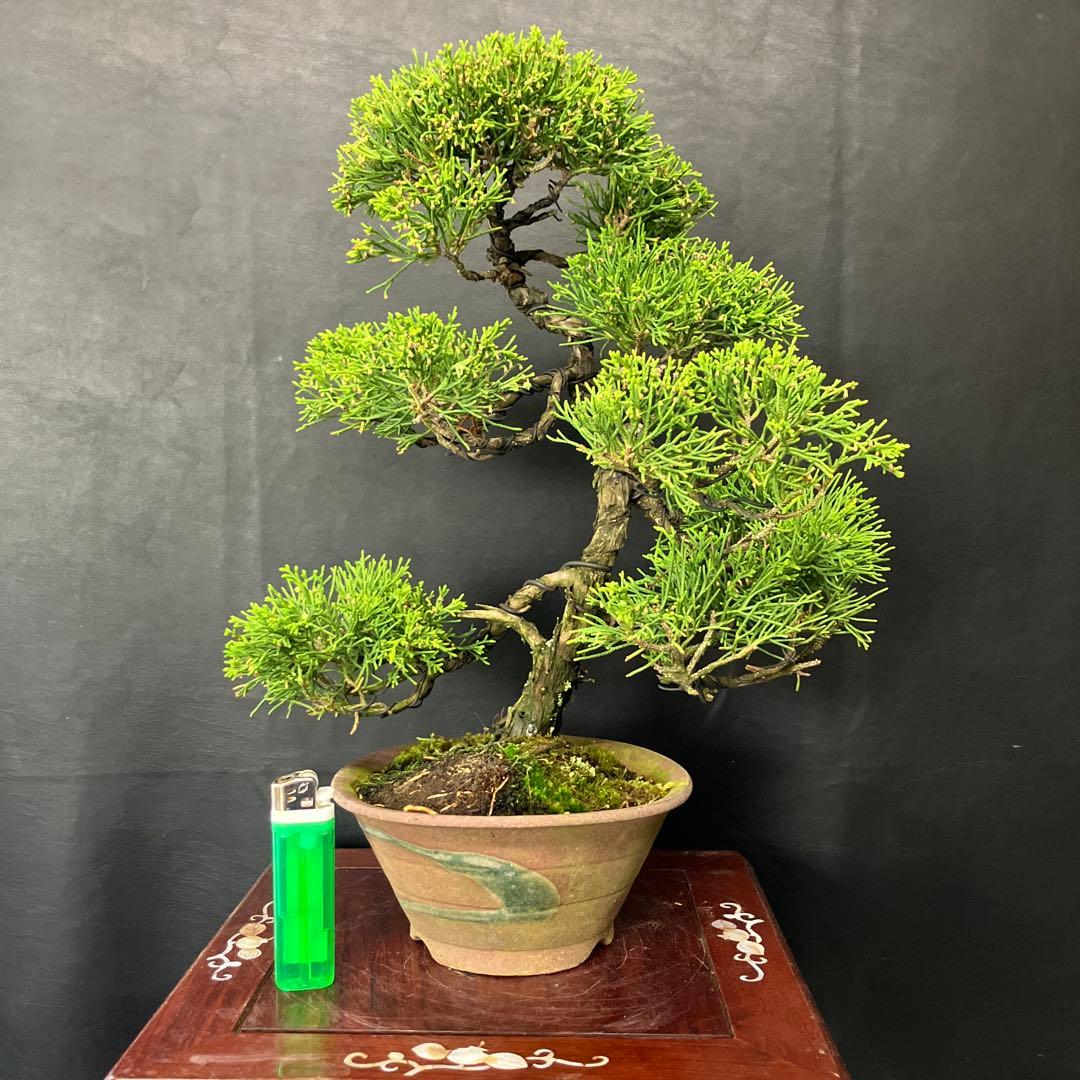 小品盆栽、タチバナモドキ、山採取 沢山の実付き、やや傷や汚れあり