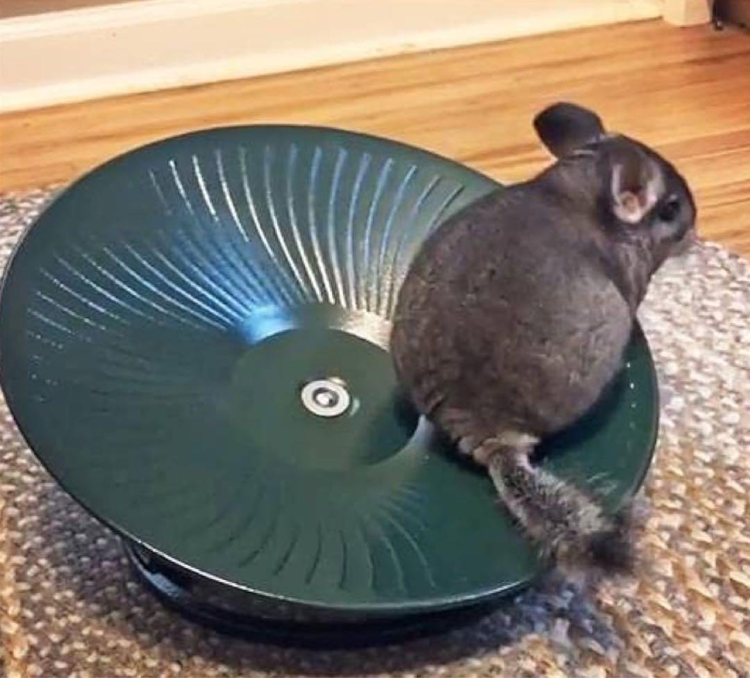 トレッドミルホイール　36㎝　黒　小動物用