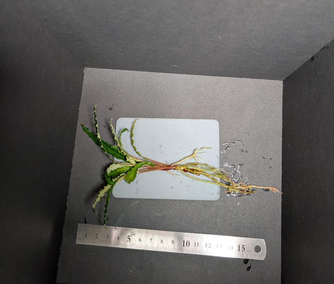 水草 Bucephalandra sp.\"Sekadau 3\"