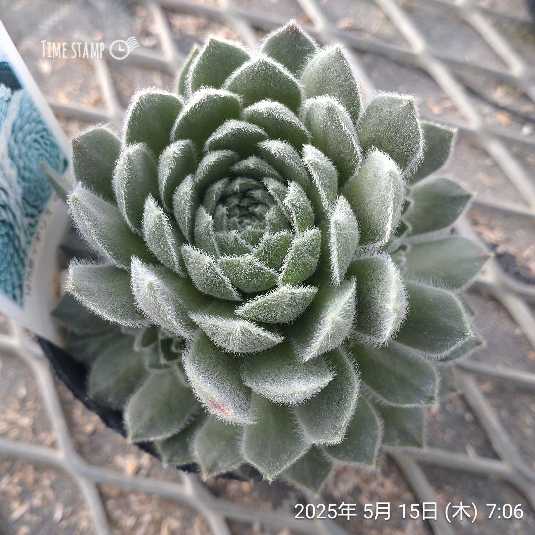 親株現品550円　Highland Mist　ハイランドミスト　①　9㎝ポット