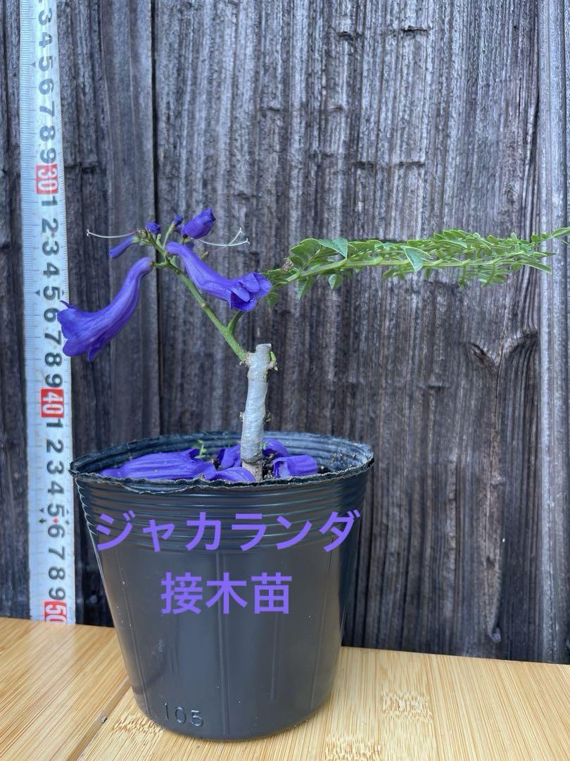ジャカランダ 花芽付 接木苗