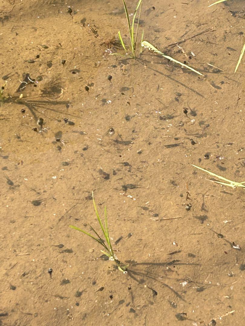 幻の米 多古米 コシヒカリ　玄米　20kg