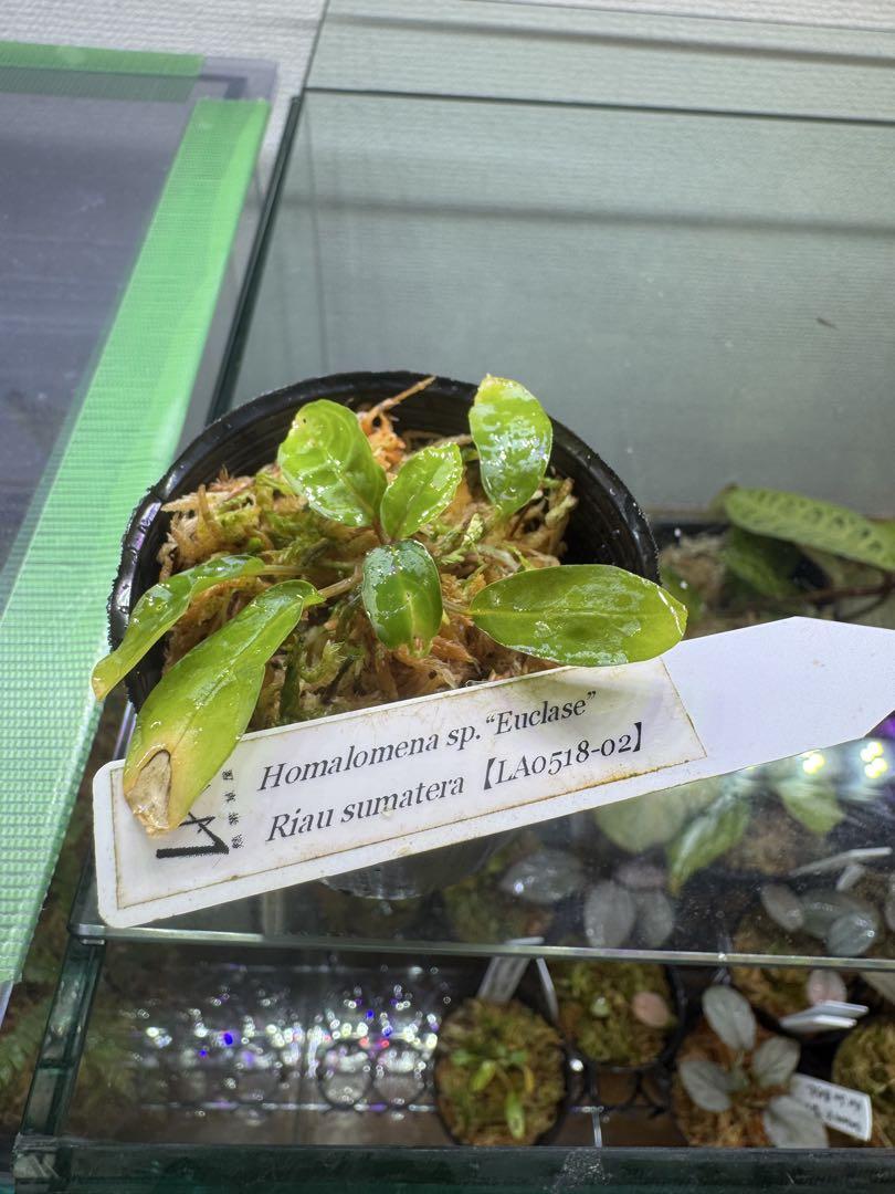 水草 homalomena sp. Euclace