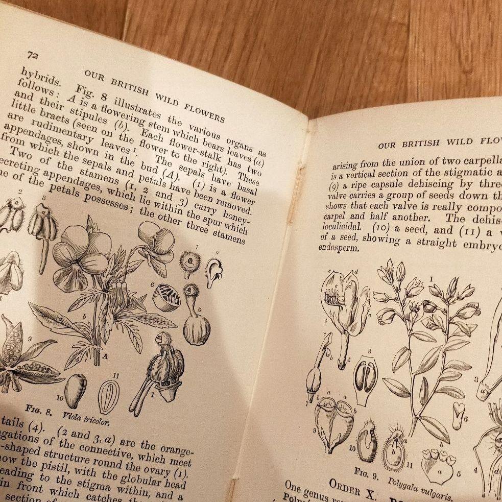洋書 How to Study Wild Flowers