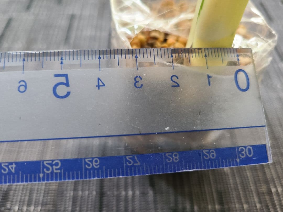 ①モンステラ 斑入り【極斑】 | loneoakpoint.com