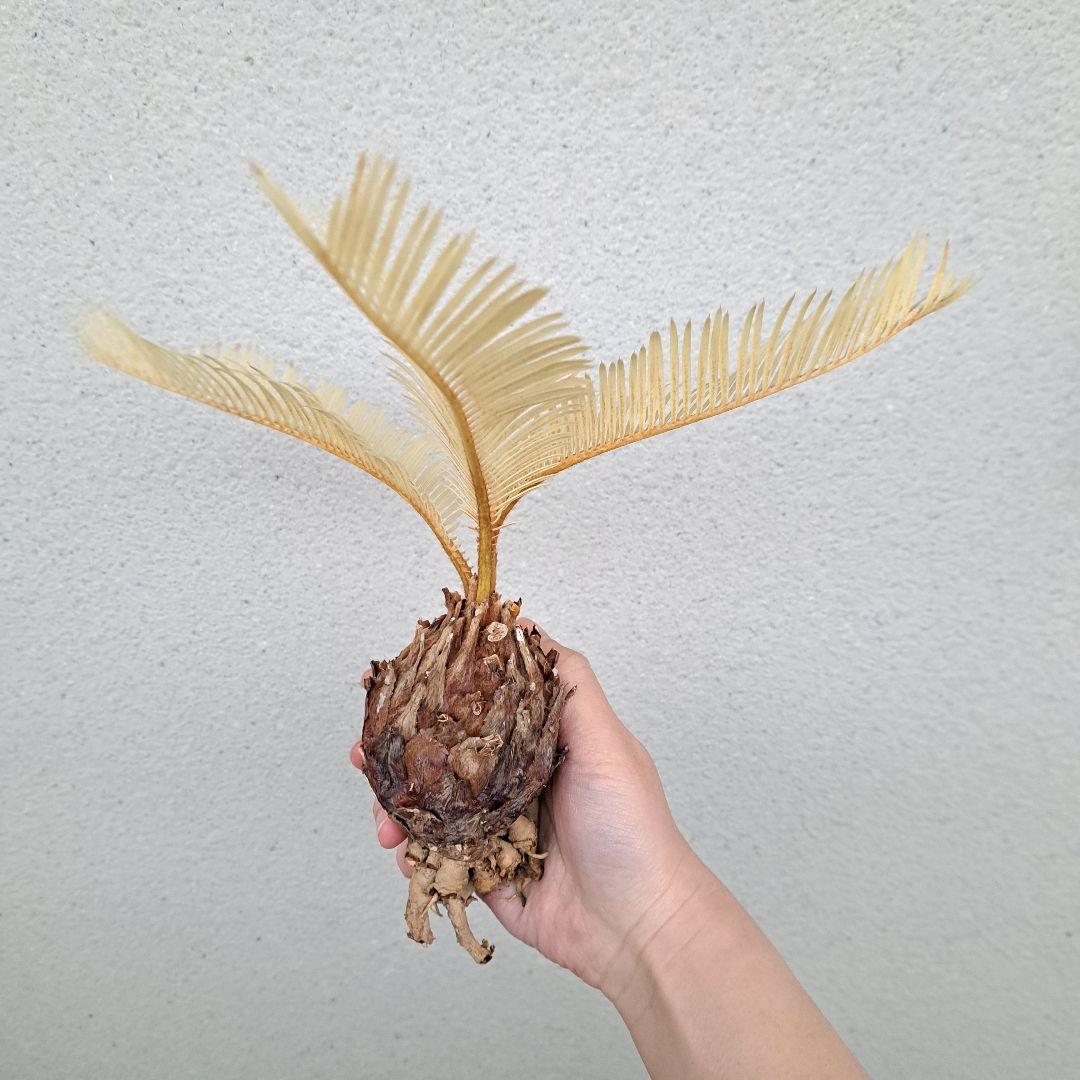 ☆特大☆黄金ソテツ☆斑入りソテツ☆ 蘇鉄 モンステラ②