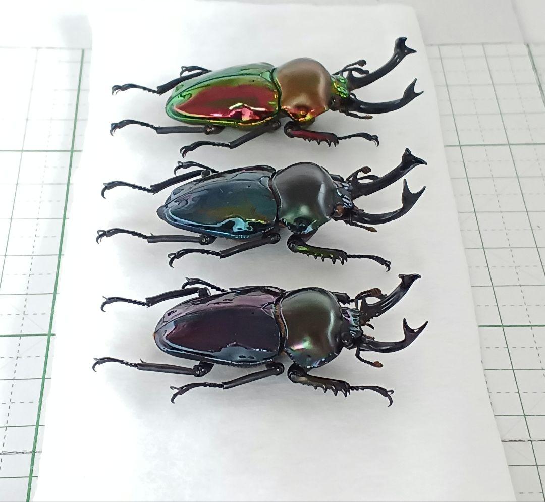 人気大割引 ニジイロクワガタ 3頭セット メルカリ - 標本 標本