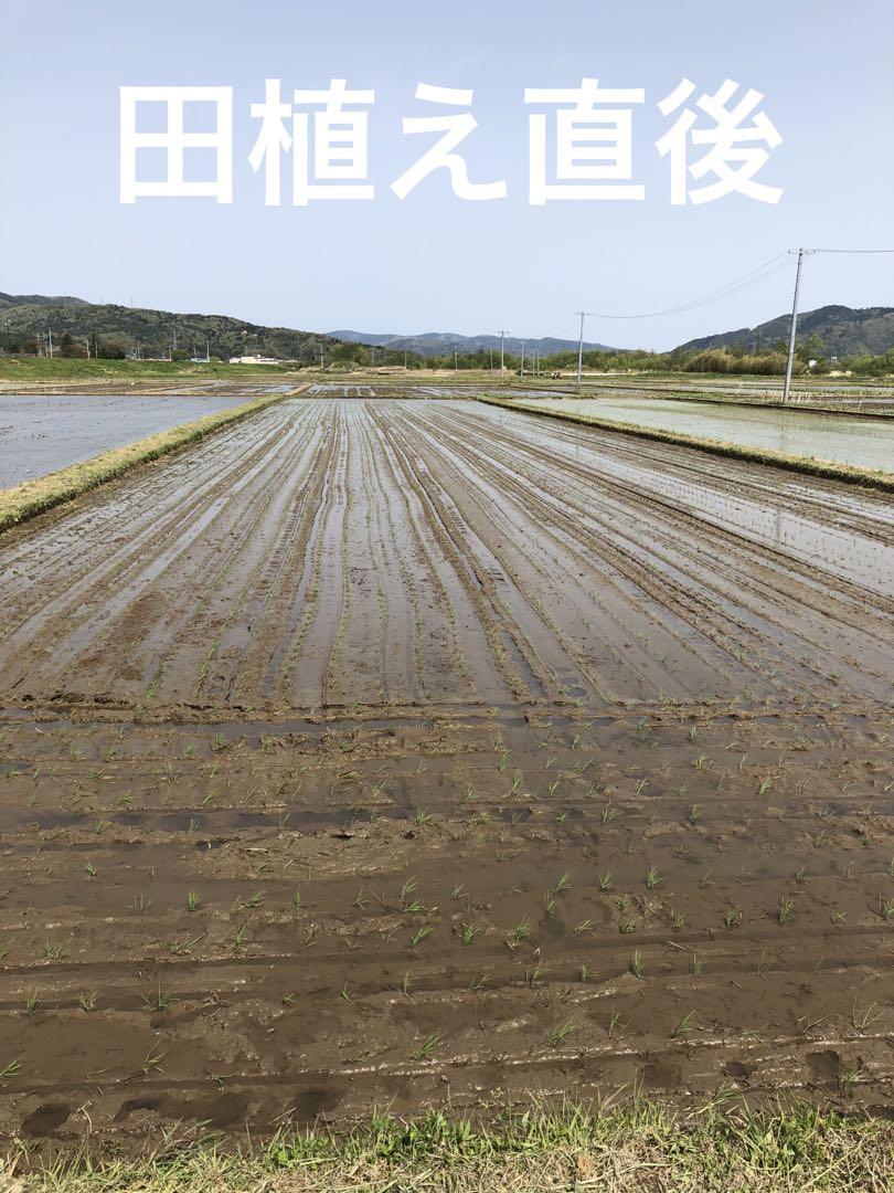 令和６年9月26日収穫　宮城県石巻産ササニシキ玄米30キロ　送料無料