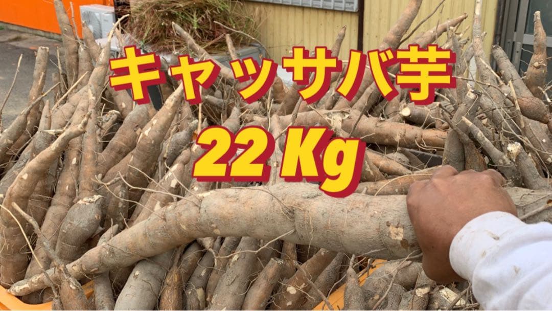 キャッサバ芋 22Kg 吉野川市産
