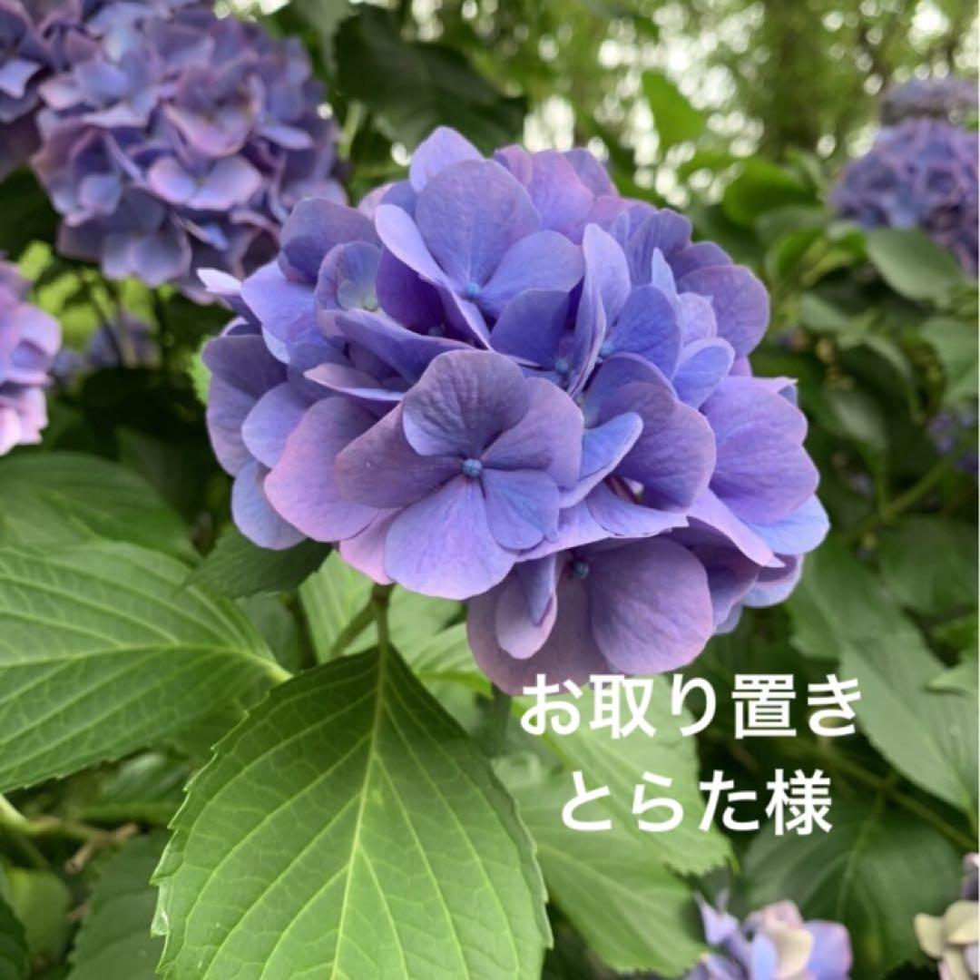 【お取り置き】とらた様