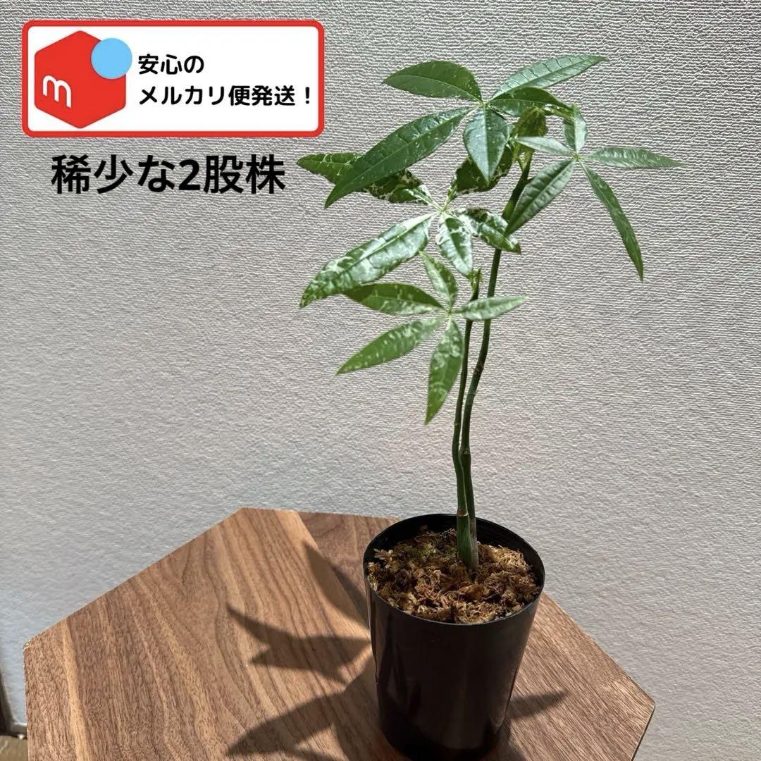 【実生/稀少な2股】パキラ ミルキーウェイ 稀少株