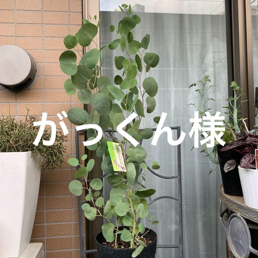 ❇︎ユーカリ☺︎ポポラス6号ロングプラ鉢付き❇︎