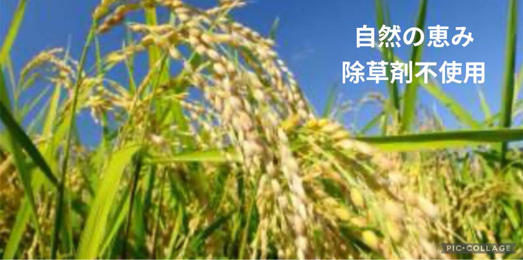 あきたこまち 5kg 農薬不使用 玄米 国産 農家直送 美容 健康 安心 安全