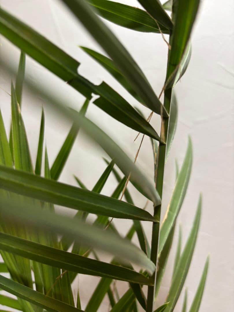 ロウバストシルバーデーツパーム