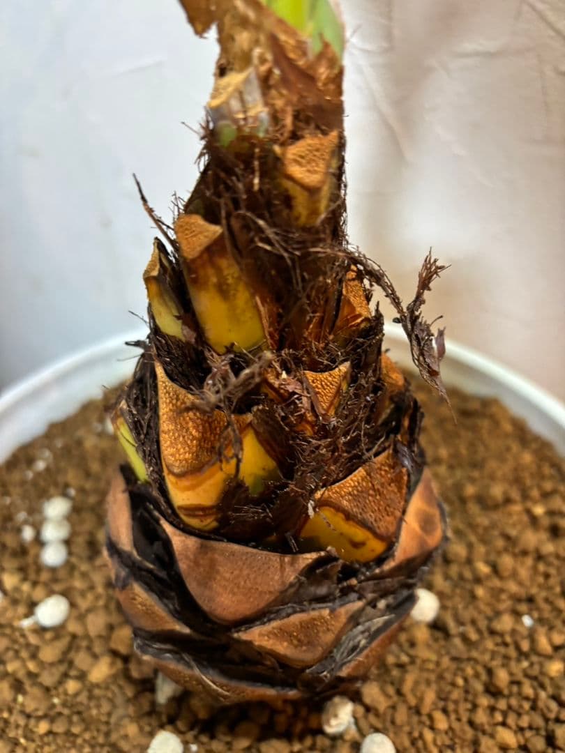 ロウバストシルバーデーツパーム