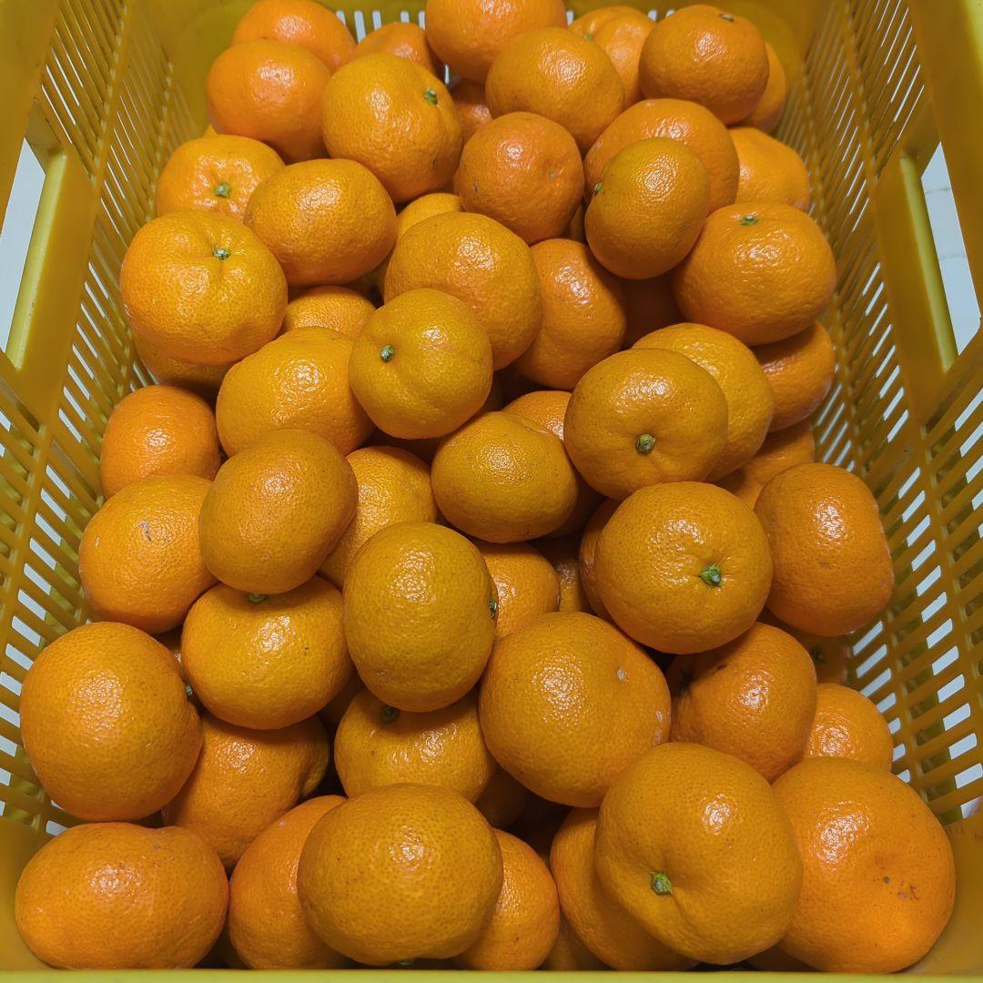 225愛媛県産 南柑20号 みかん 家庭用 中玉小玉 10㎏