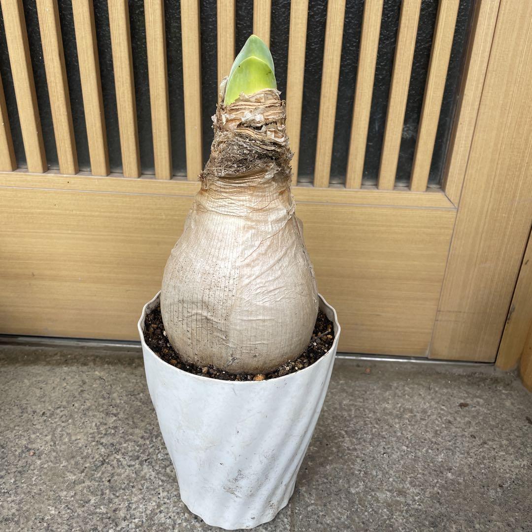 r*n様 ブーファン ハエマンソイデス