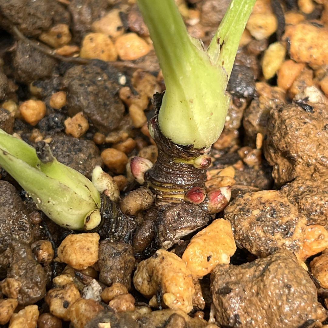 ２段色分け花弁