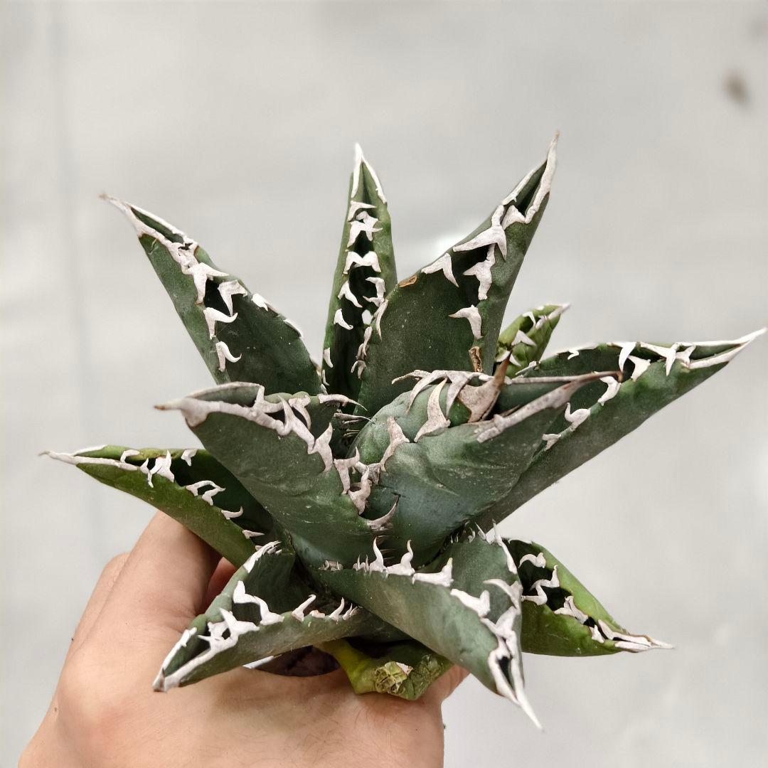 L752激レア高級品種 アガベ チタノタ 大白鯊 強白棘 - メルカリ
