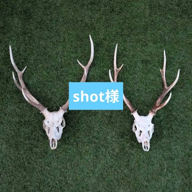 鹿の頭骨 角 置物 2点セット ニホンジカ② - メルカリ