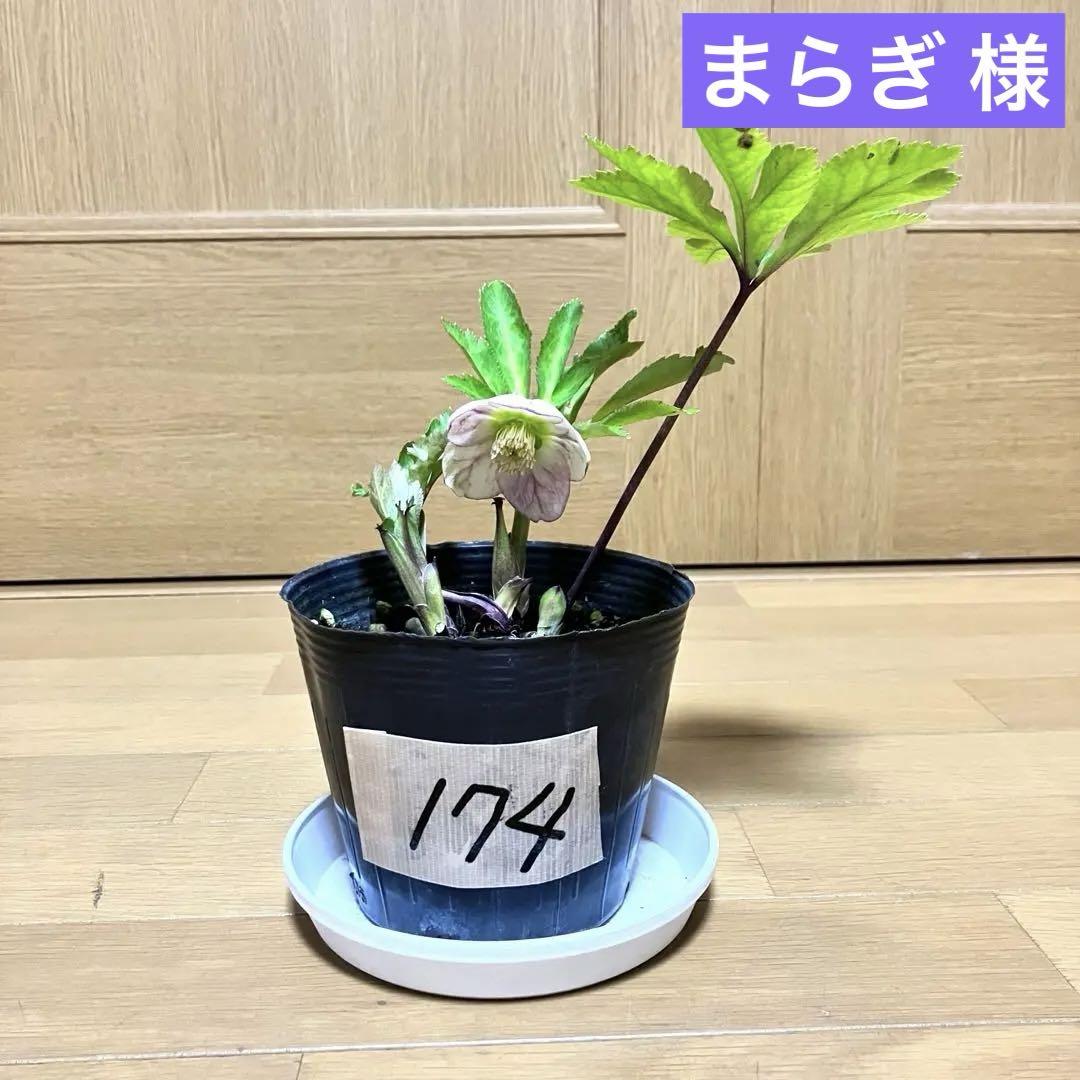 クリスマスローズ 開花株 パステリッシュストレイン