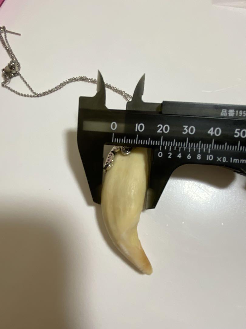 熊牙 熊歯 熊の牙 ツキノワグマ牙 ネックレス キーホルダー 新作