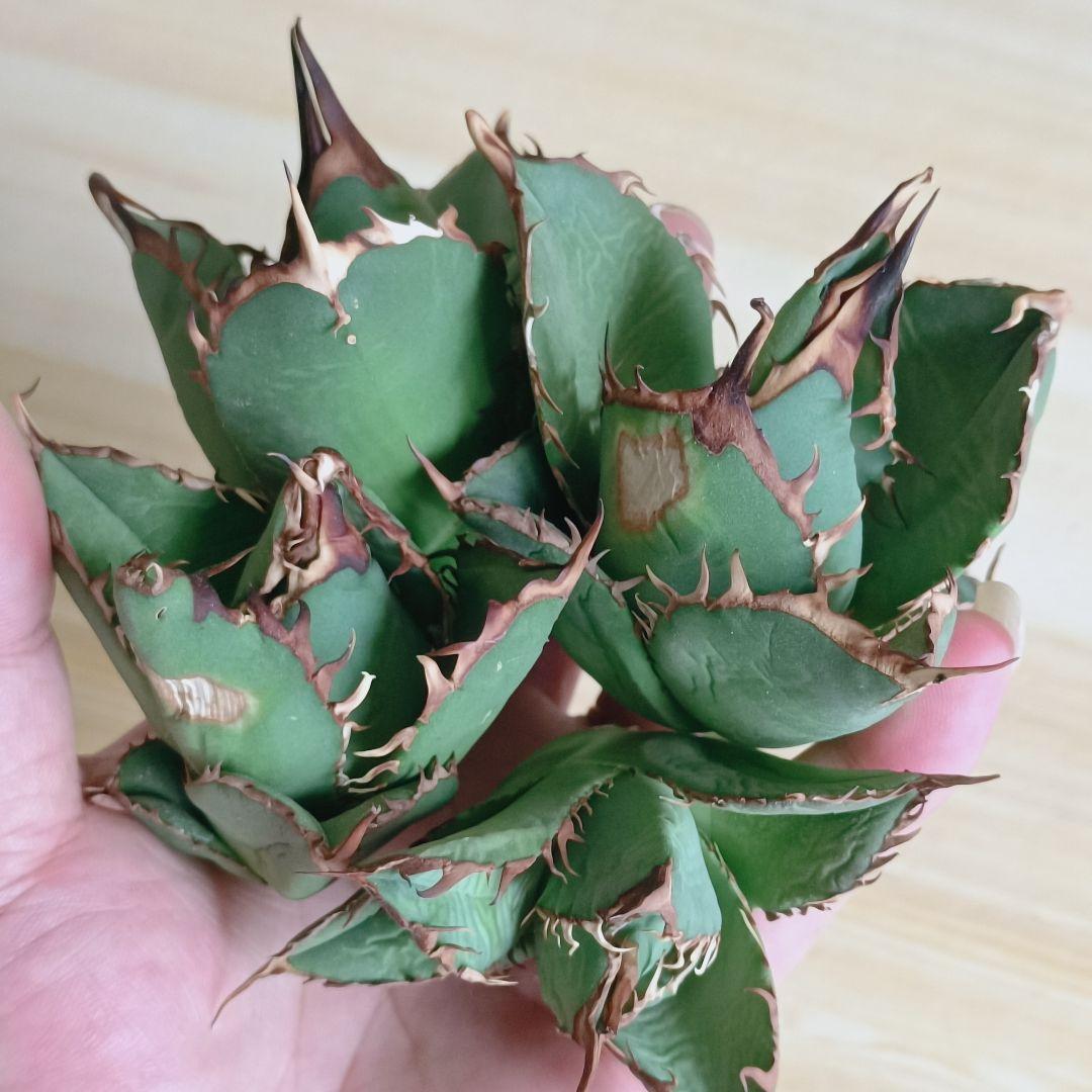 F527 アガベ agave チタノタ 強棘 霸王竜子株 狂刺 極上胴切4株