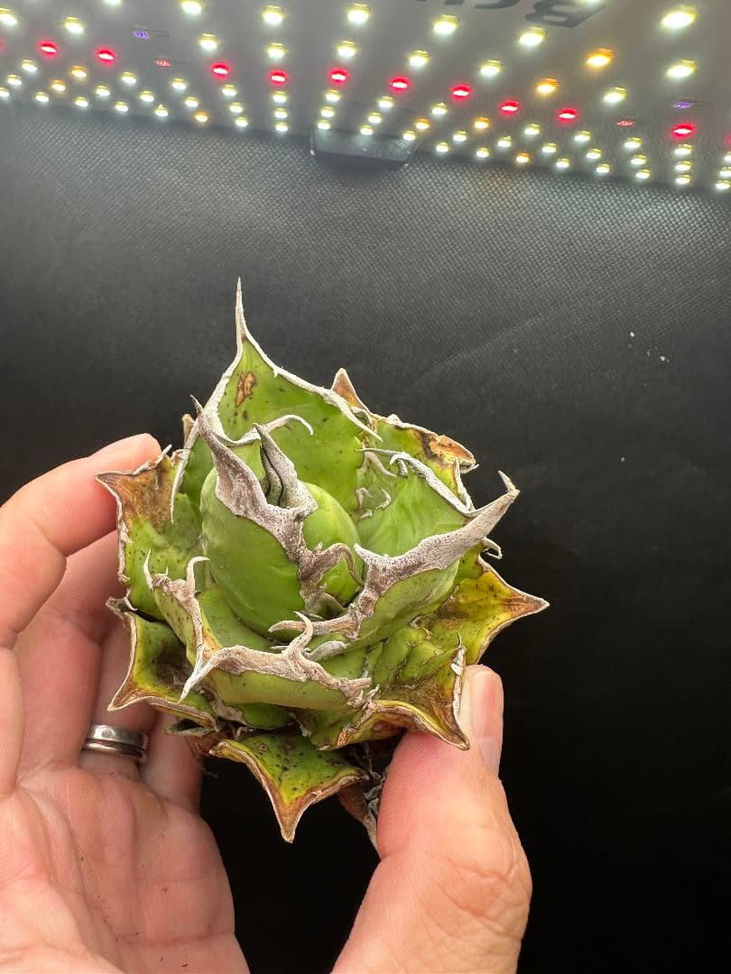 ラストサマーセール オアハカ 現地球 ボールタイプ_8