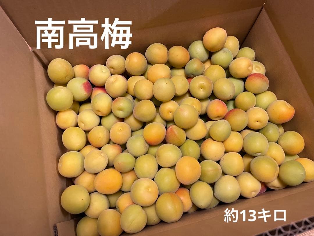 和歌山県産 完熟 紀州南高梅 13kg 【25％OFF】 - laboreocupacional.com.br
