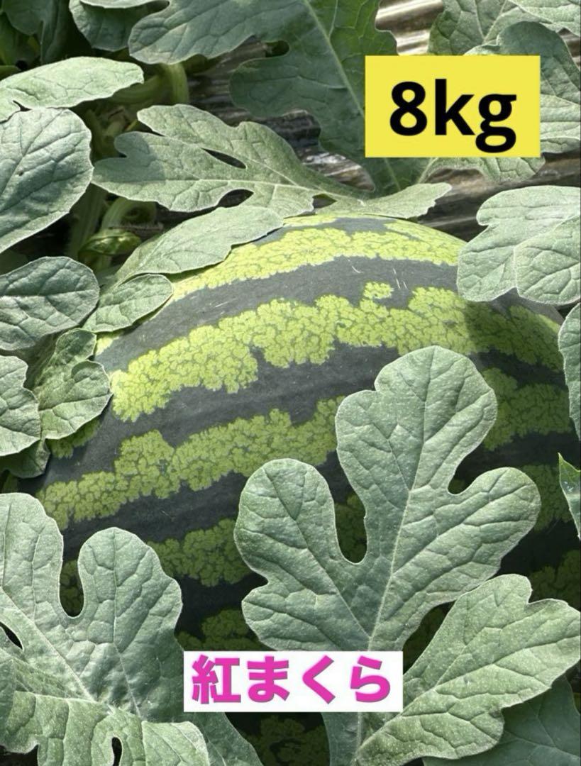 産地直送 熊本植木町スイカ【1玉入り】8kg