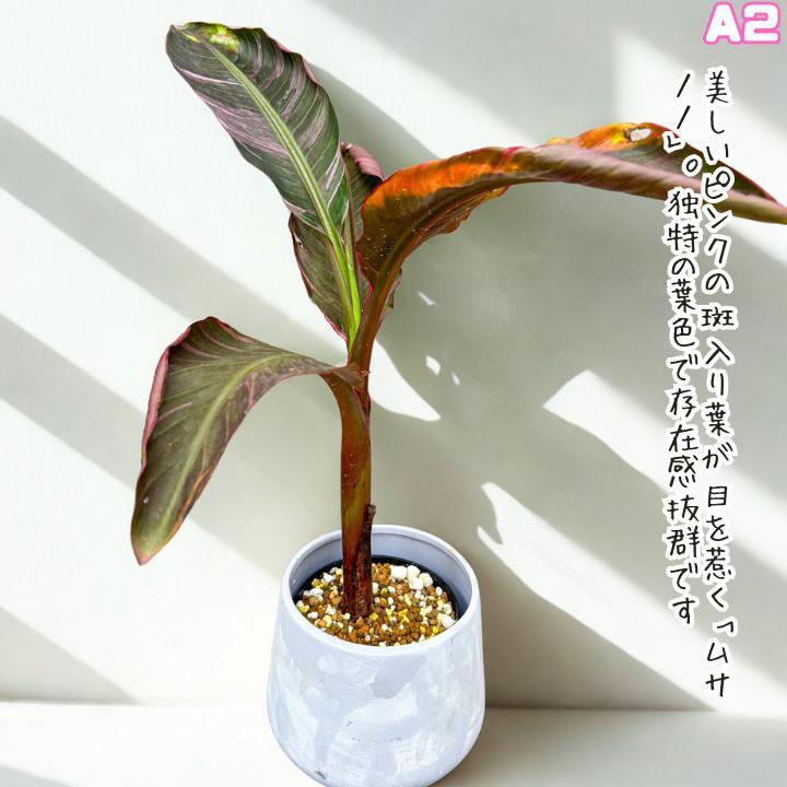 ピンクの葉が美しい！Banana Musa 'Nono' ムサ・ノノ・A２
