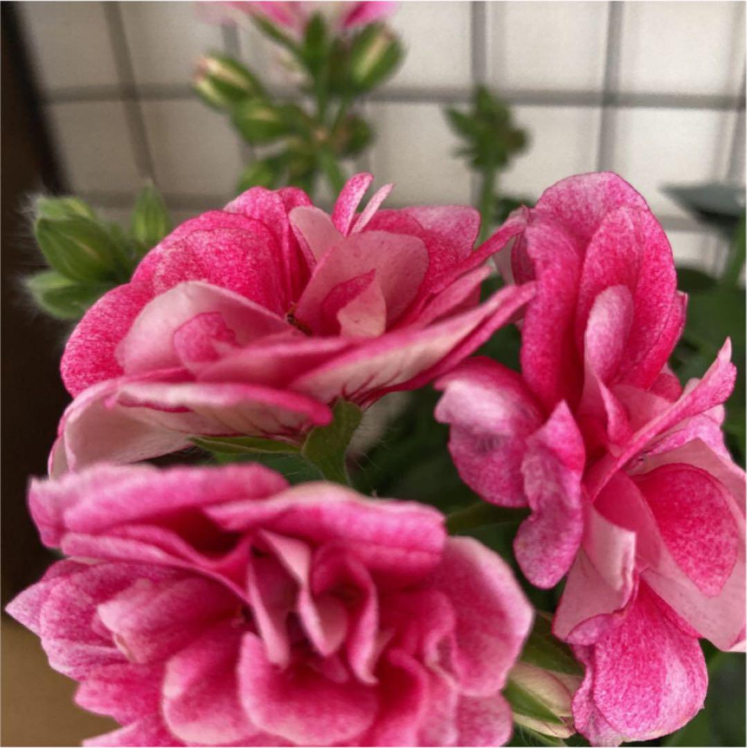 ホットセール アイビーゼラニウム ヴィンテージローズさし穂 植物 観葉植物