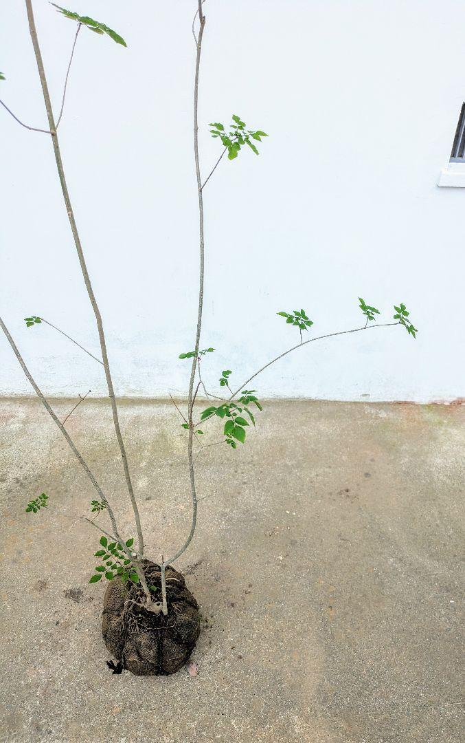 極上。極上。天然アオダモ株。 画像11