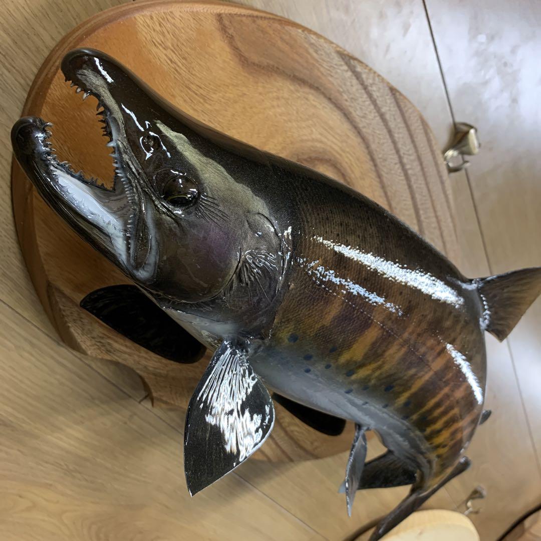 剥製ラスト エフクラフト秋色のスーパー山女魚鼻曲がりシャクレ雄49