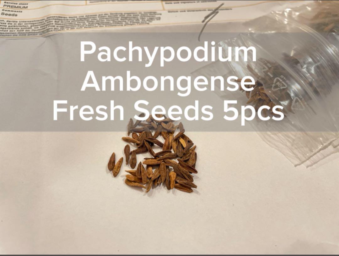 種子】10粒 パキポディウム アンボンゲンセ（Pachypodium