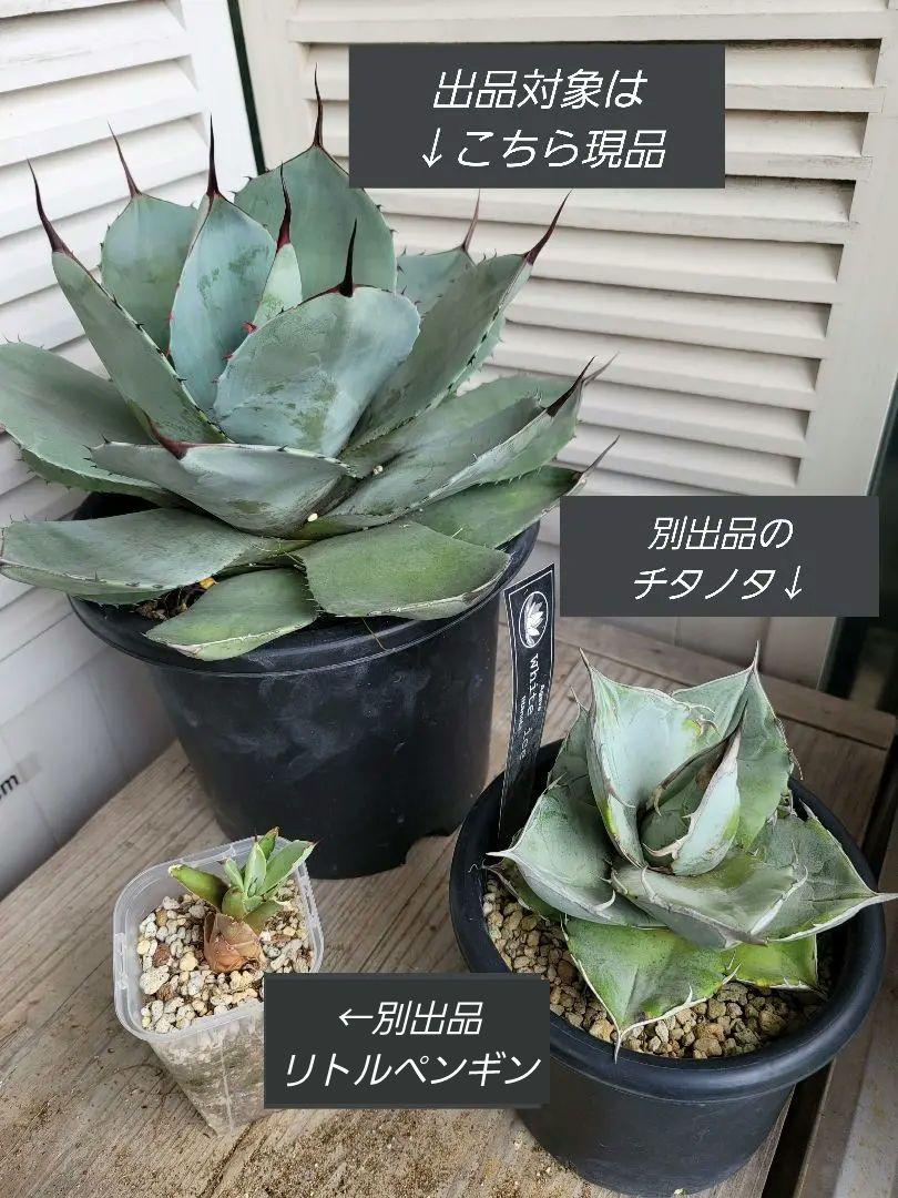 専用 アガベ パリー トランカータ トルンカータ 特大苗 ポットごと 耐寒性抜群