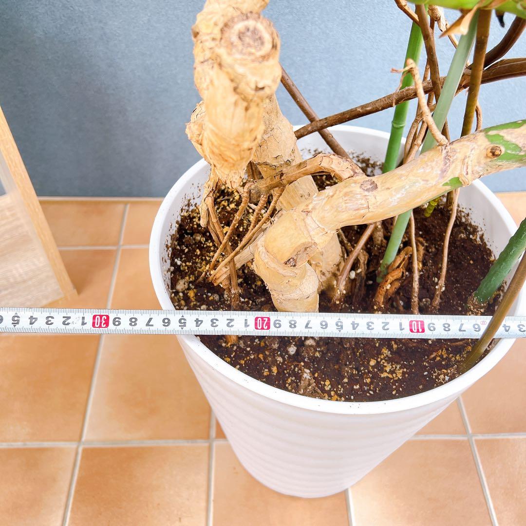 幹上がり 根上がり