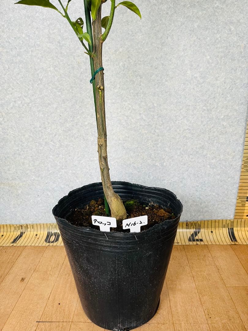 ブラッドオレンジ接木苗 タロッコ