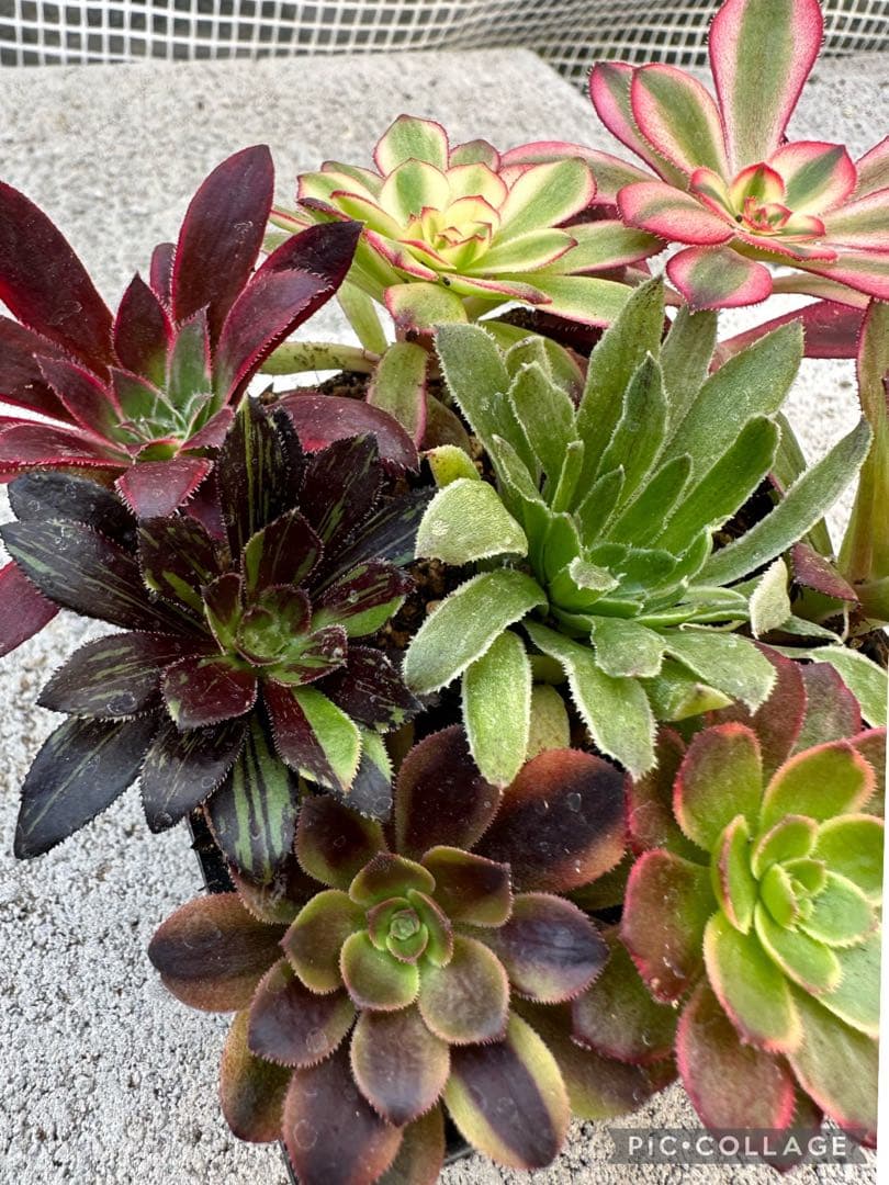 アエオニウム 錦♡お得セット①-